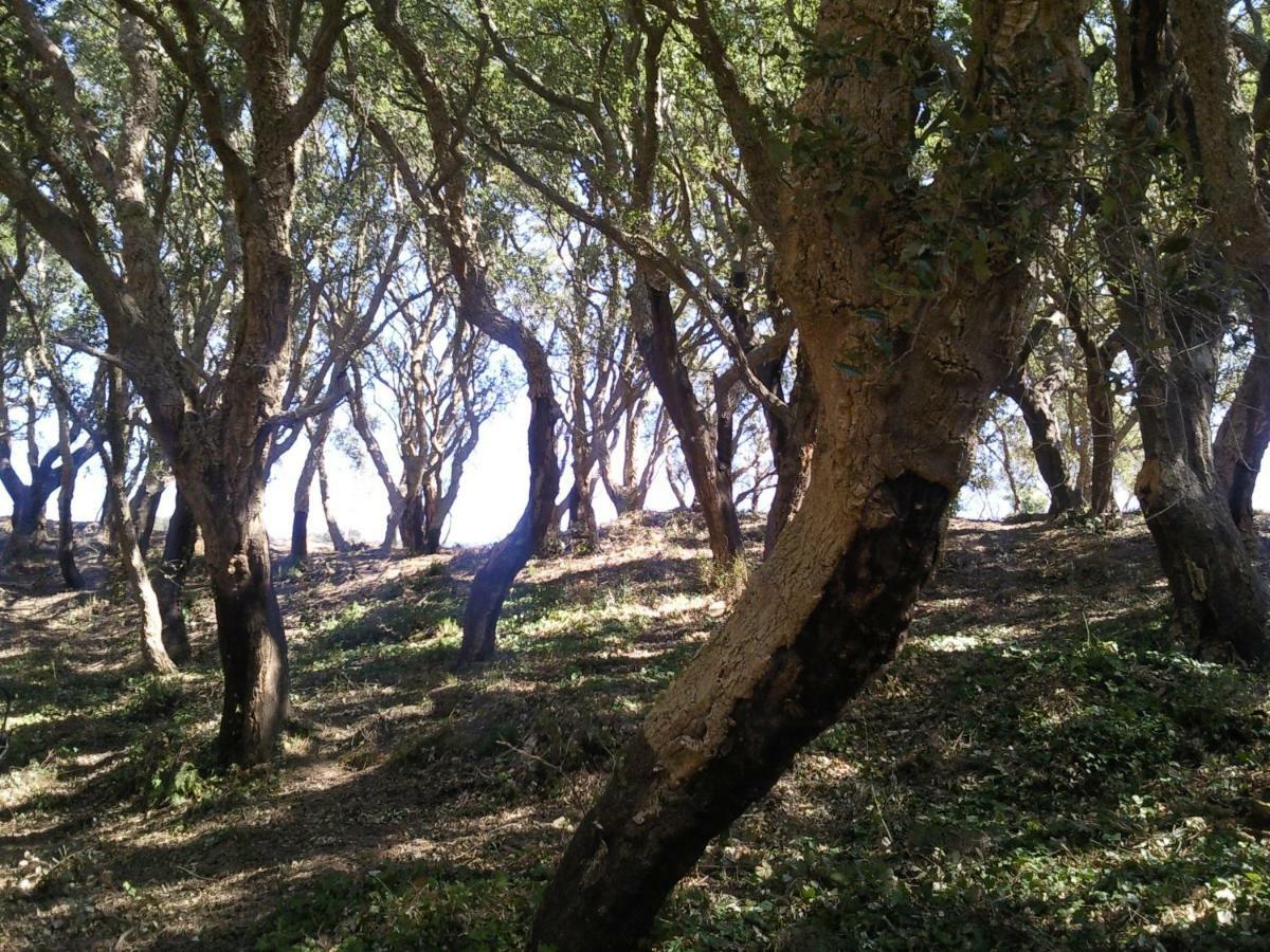 Azienda Agrituristica Le Terre Di San Leonardo Cetraro Exterior foto